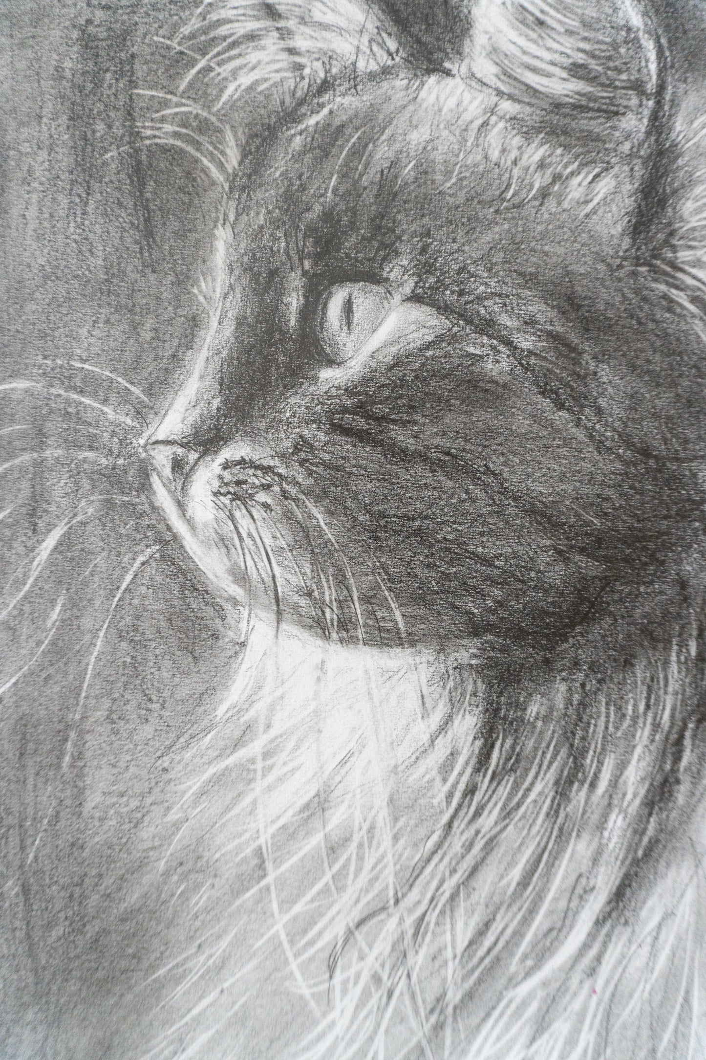 Black Cat