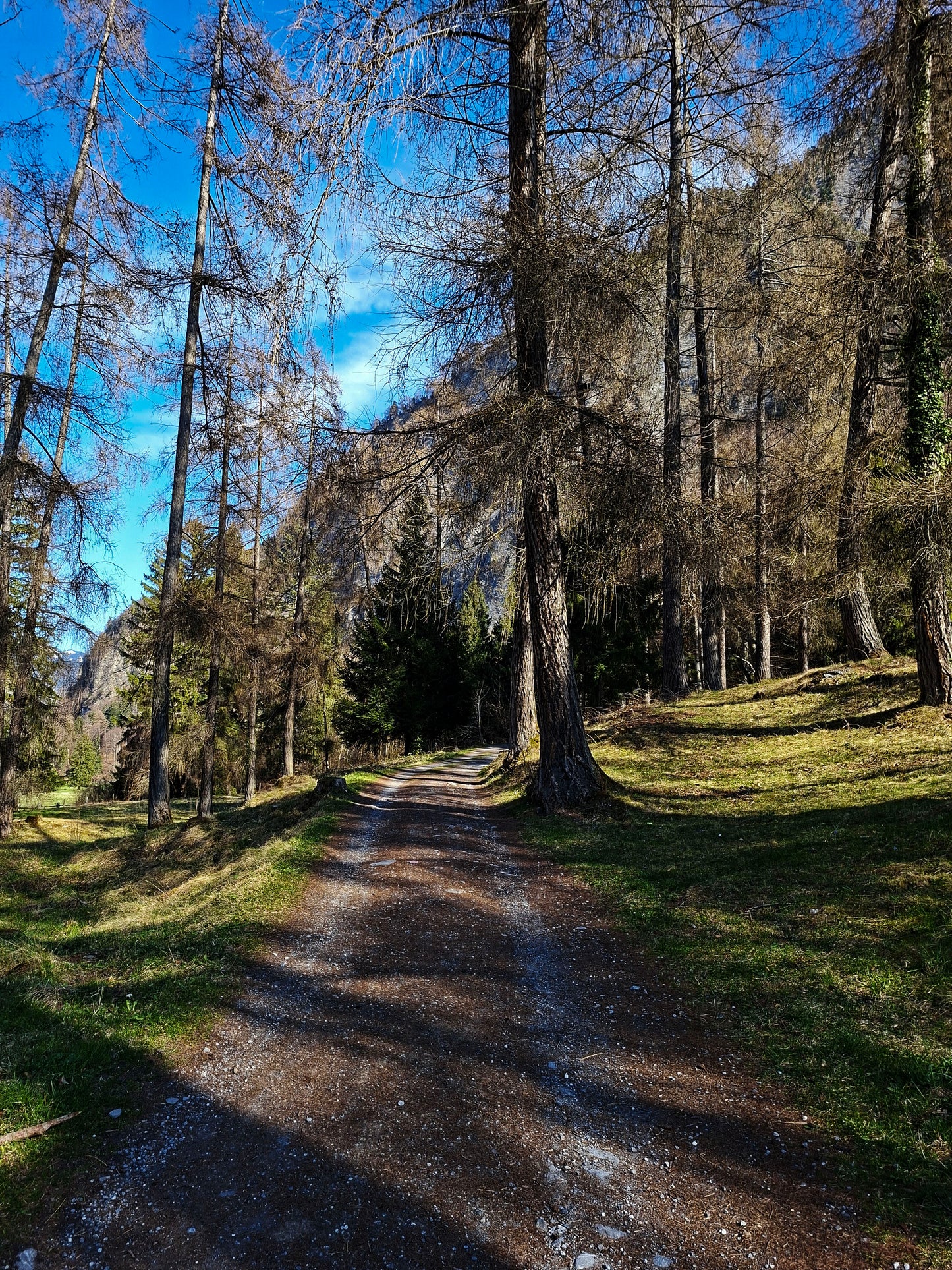 Forest of Grisons