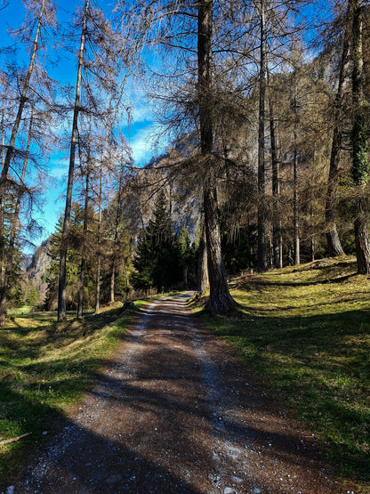 Forest of Grisons