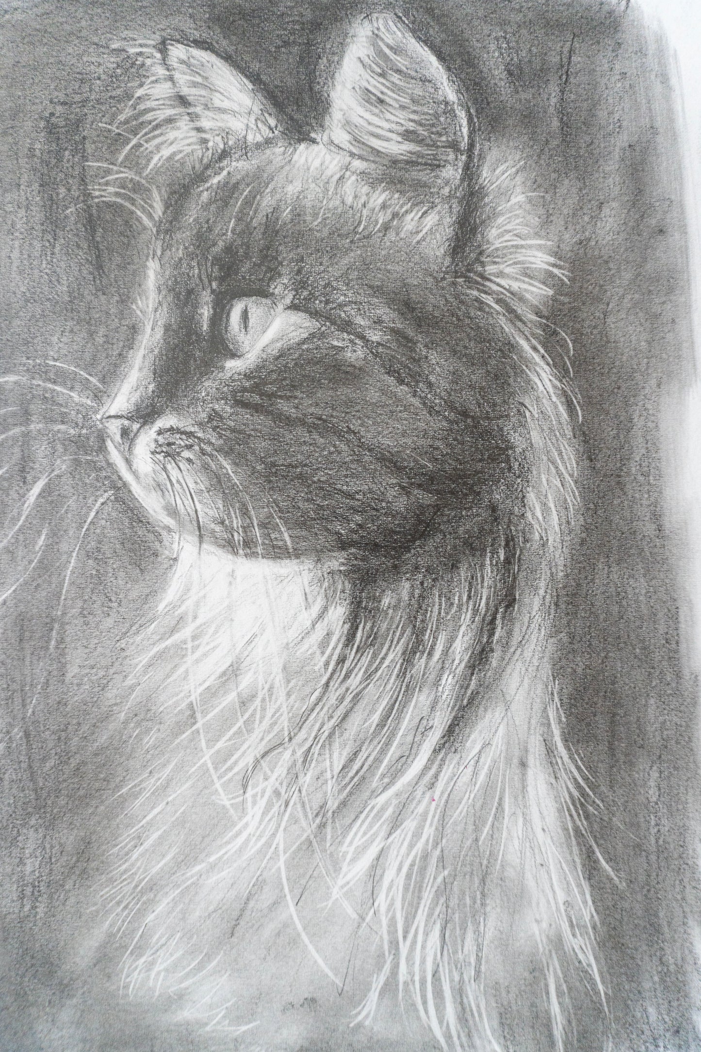 Black Cat
