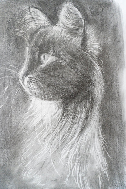Black Cat
