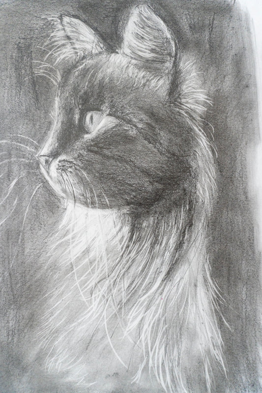 Black Cat