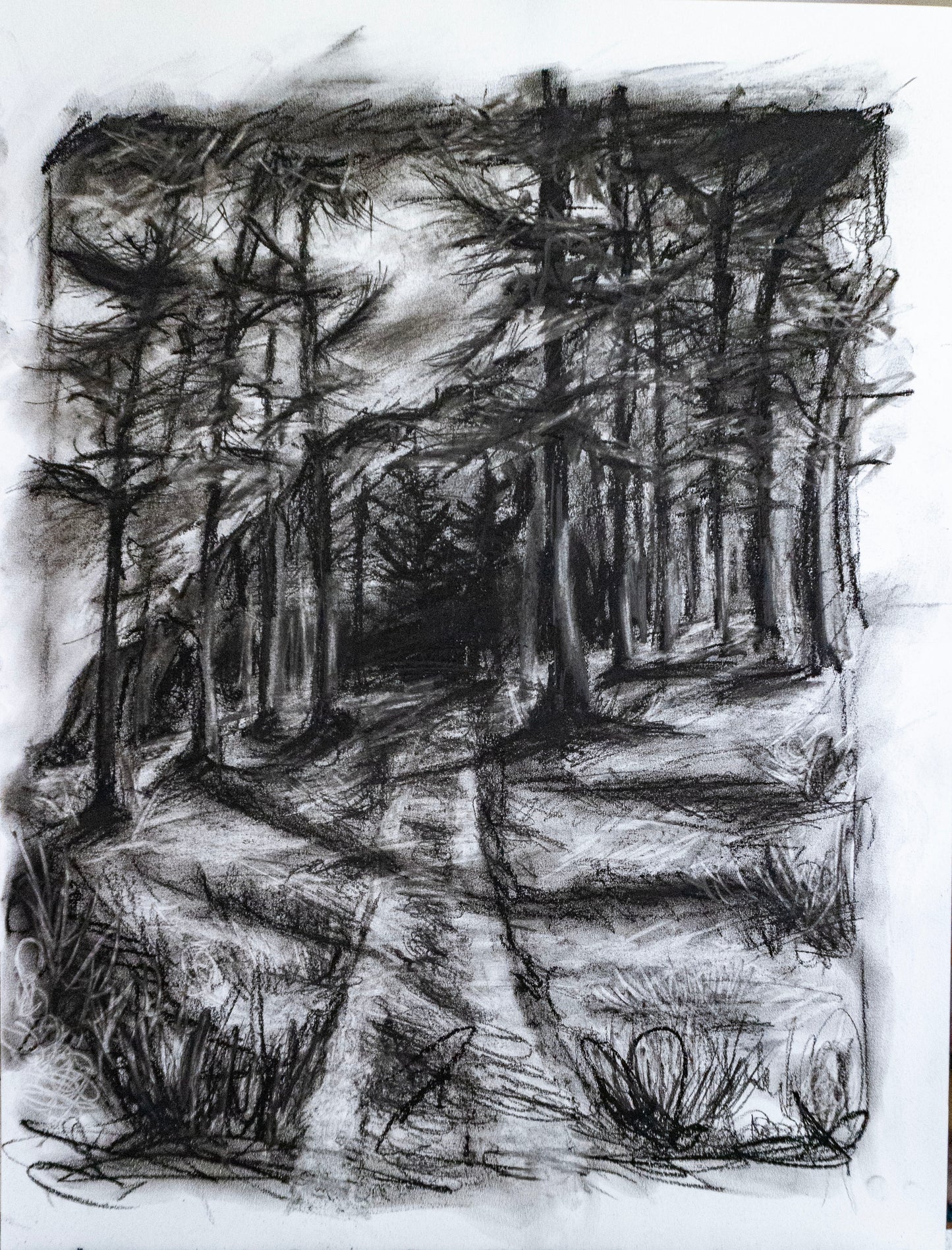 Forest of Grisons