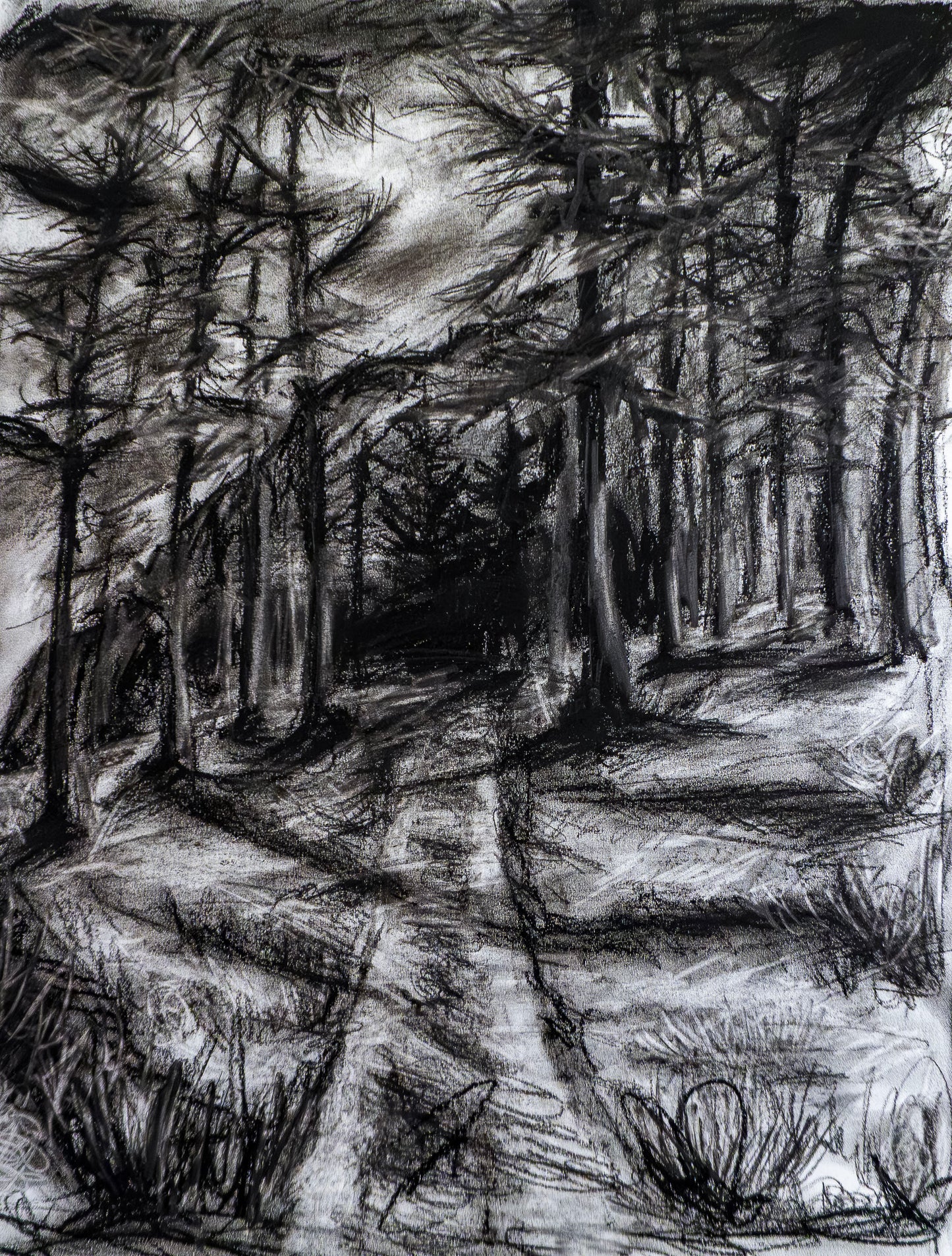 Forest of Grisons